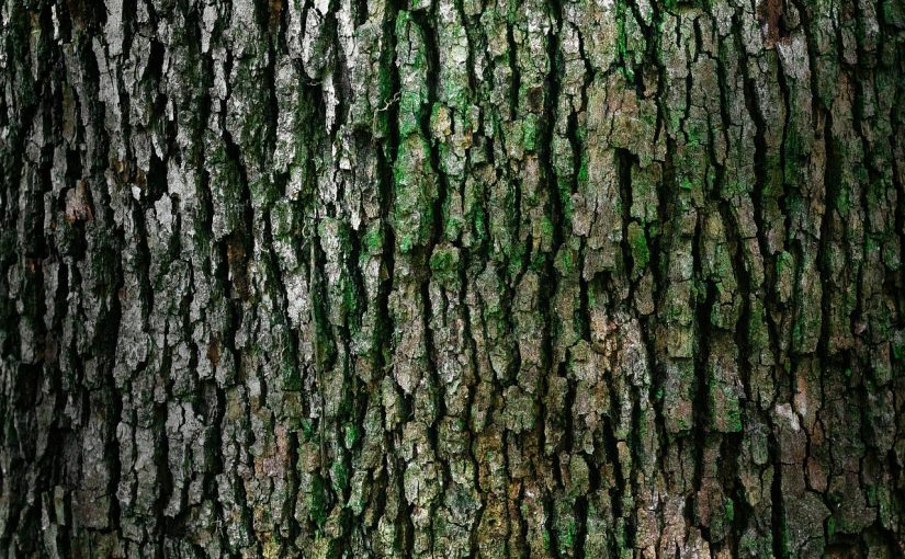 Prześliczny i {zadbany ogród to nie lada wyzwanie, szczególnie jak jego pielęgnacją zajmujemy się sami.